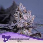 Anesia Seeds Frozen Black Cherry Auto - 3 Samen