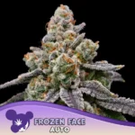 Anesia Seeds Frozen Face Auto - 3 Samen