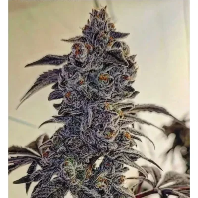 Ethos Genetics Fuego’Z R1 feminisiert – 5 Samen