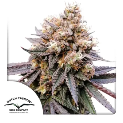 Dutch Passion GMO Fast 3er Pack