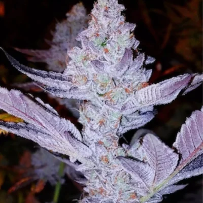 Ethos Genetics GMO Zkittlez F1 regulär – 8 Samen
