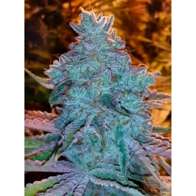 The Cali Connection Girl Scout Cookies Auto autoflowering – 6 Samen
