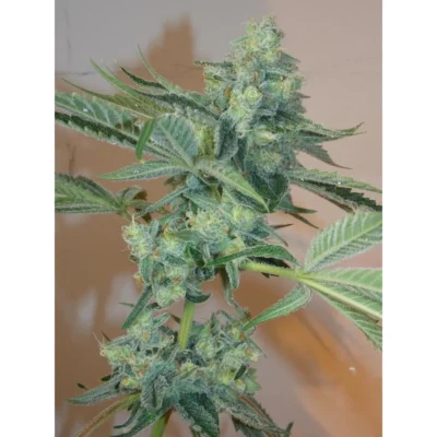 The Cali Connection Girl Scout Cookies feminisiert – 6 Samen