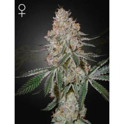 Green House Seed Co. HighCloudZ