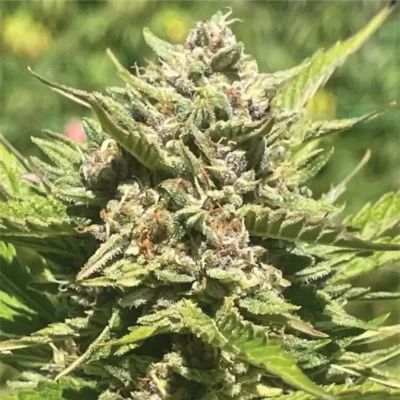 Humboldt Seed Co. Banana Melt 3er Pack