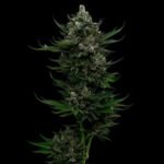 Humboldt Seed Co. All Gas OG Auto - 3 Samen