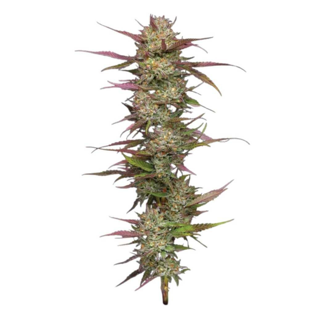 Humboldt Seed Co. Blueberry Pancakes - 3 Samen – Bild 2