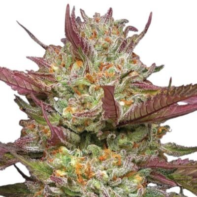 Humboldt Seed Co. Blueberry Pancakes – 3 Samen