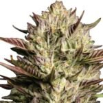 Humboldt Seed Co. California Octane - 3 Samen