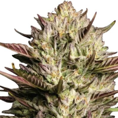 Humboldt Seed Co. California Octane – 3 Samen