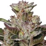 Humboldt Seed Co. Donutz - 3 Samen