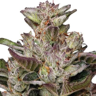 Humboldt Seed Co. Donutz – 3 Samen