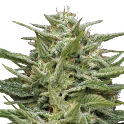 Humboldt Seed Co. Hella Jelly – 3 Samen