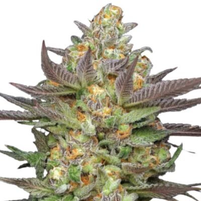 Humboldt Seed Co. Mint Jelly Auto – 3 Samen