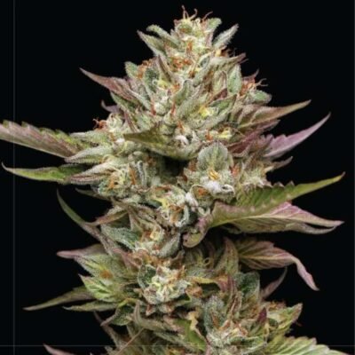 Humboldt Seed Co. Moon Fog – 3 Samen