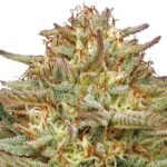 Humboldt Seed Co. Orange Creampop - 3 Samen