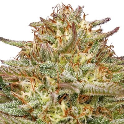 Humboldt Seed Co. Orange Creampop – 3 Samen