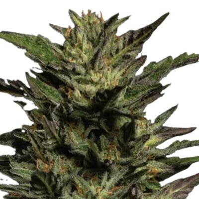 Humboldt Seed Co. Pistachio – 3 Samen