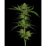Humboldt Seed Co. Slightly Stoopid Fruits - 3 Samen