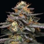 Humboldt Seed Co. Vanilla Frosting - 3 Samen