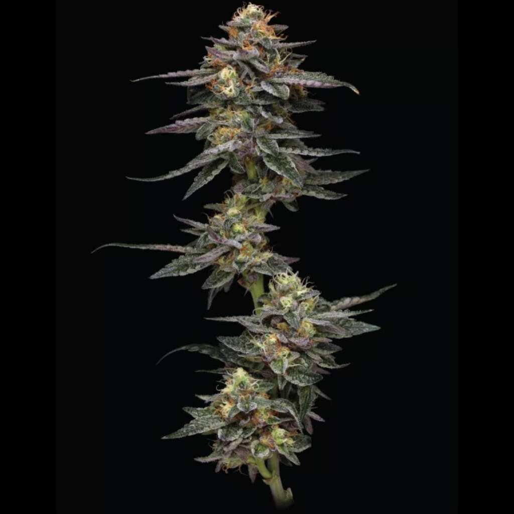 Humboldt Seed Co. Vanilla Frosting - 3 Samen – Bild 2