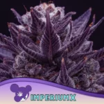Anesia Seeds Auto IMPERIUM X - 3 Samen