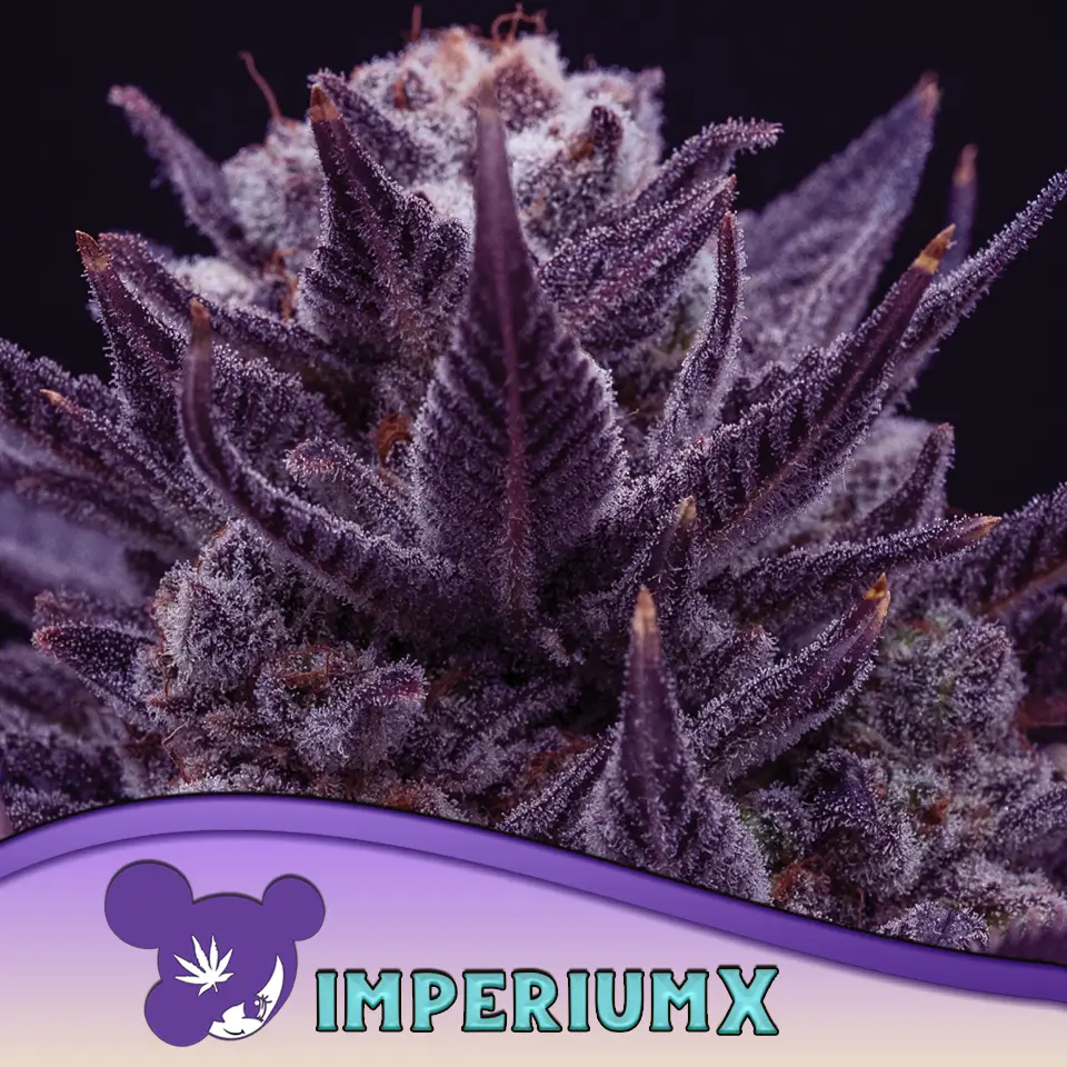 Anesia Seeds IMPERIUM X - 3 Samen