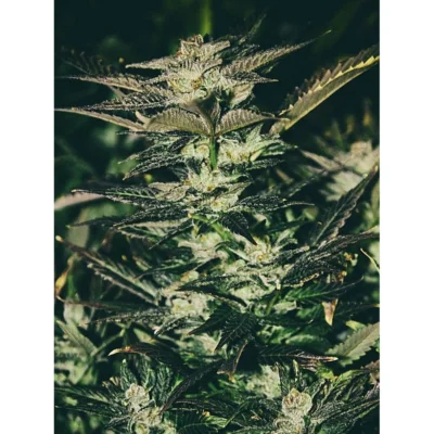 The Cali Connection Jupiter OG Kush feminisiert – 6 Samen