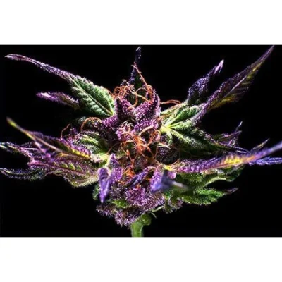 Grand Daddy Genetics Ken’s Original GDP feminisiert – 5 Samen