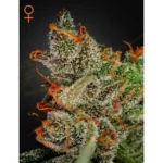 Green House Seed Co. King's Kush Auto