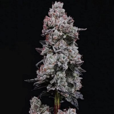 Ethos Genetics Lemon Cherry Gelato RF3 Auto feminisiert – 6 Samen