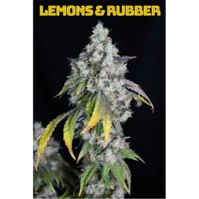 Lovin‘ In Her Eyes Lemons & Rubber feminisiert – 5 Samen