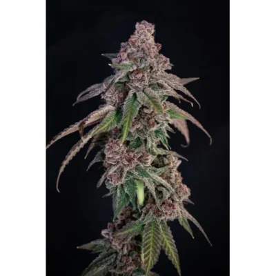 Lovin‘ In Her Eyes Louisiana Pine feminisiert – 5 Samen