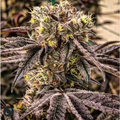 Ethos Genetics M.C. Nuggets R1 feminisiert – 5 Samen