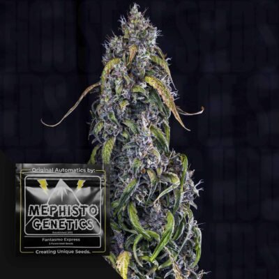 Fantasmo Express Auto