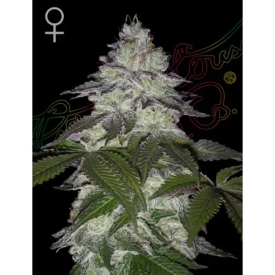 Green House Seed Co. Milky Dreams