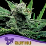 Anesia Seeds Malawi Gold - 3 Samen