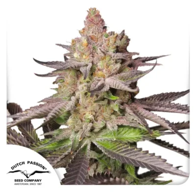 Dutch Passion Melonade Runtz – 3 Samen