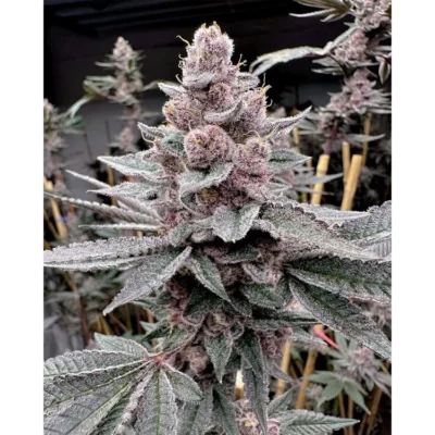 Solfire Gardens Miami Madness feminisiert – 6 Samen