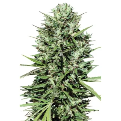 Ace Seeds Morocco Beldia Kif regulär