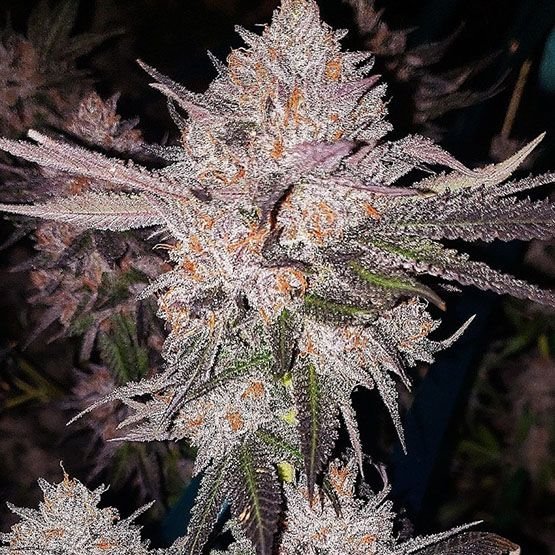 Ethos Genetics OG Kush Auto feminisiert – 6 Samen