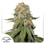 Dutch Passion Orange Bud - 3 Samen