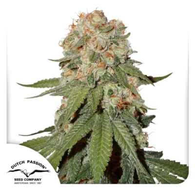 Dutch Passion Orange Bud – 3 Samen