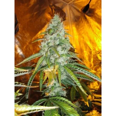 The Cali Connection Original Sour Diesel feminisiert – 6 Samen