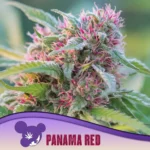 Anesia Seeds Panama Red - 3 Samen