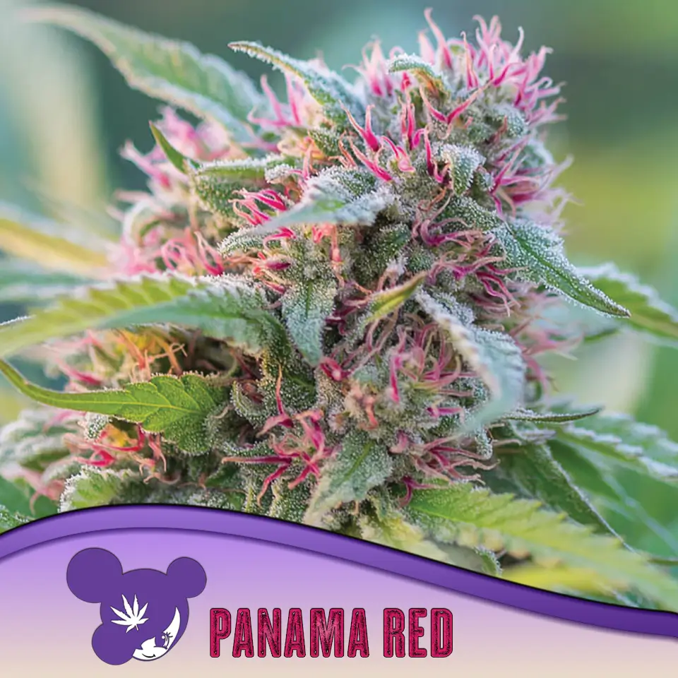 Anesia Seeds Panama Red - 3 Samen