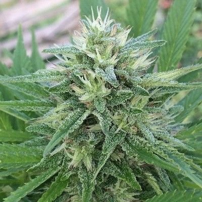 Ace Seeds Panama x Bangi Haze feminisiert