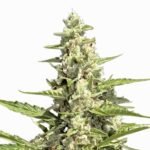 Paradise Seeds Pandora Auto