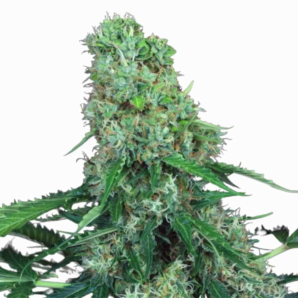 Paradise Seeds Pandora Auto – Bild 3