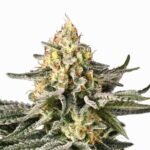 Paradise Seeds Sunset Paradise